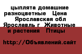 цыплята домашние разноцветные › Цена ­ 70 - Ярославская обл., Ярославль г. Животные и растения » Птицы   